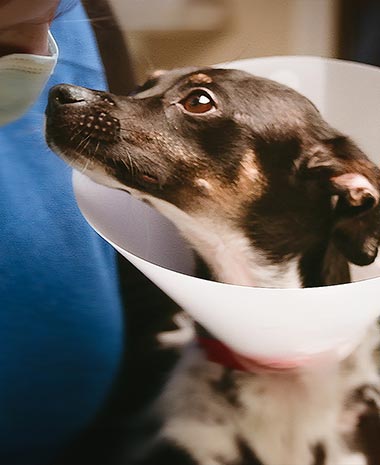 Dog in a cone.